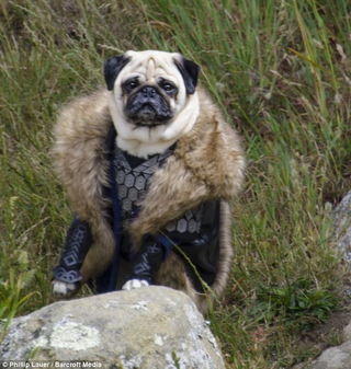 Illustration for article titled California couple dresses their pugs as Lord Of The Rings characters, because why not?